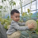 🍈 메론 수확 체험💚 이미지