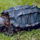 거북농장 이미지