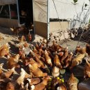 자유농장 이미지