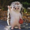 조아하멍 이미지