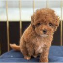 마루마리 이미지