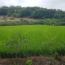 진천농다리공인중개사사무소 이미지