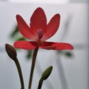 프리지아락사 이미지