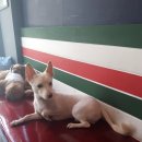 까네지노 이미지