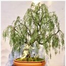 분재전시회 이미지