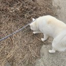 사랑할개 | 이천대형견목욕의 새로운 기준, 사랑할개 대형견 목욕 서비스 후기