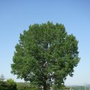 포플러(poplar) 이미지