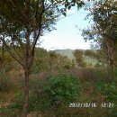 가온나무 이미지