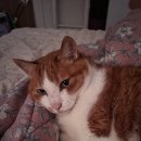 힘쎈수달 이미지