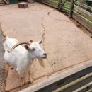 피콕빌리지 펜션 이미지