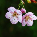 BY연주 이미지