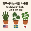 공기정화식물로 꾸미는 미니정원(재료비 15,000원) | 2025 실내식물 인기, 당신이 몰랐던 나라별 놀라운 차이점들