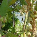 참외생태학습원 이미지