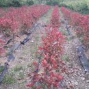 오월농장 이미지