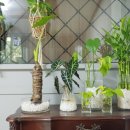 에코 플랜테리어 수경재배 이미지