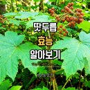 땃두릅 효능 후기 섭취 방법 부작용 천삼 알아보기