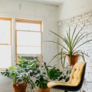 식물 인테리어 이미지