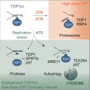 autophagy --＞ Organellophagy에 관한 최신 논문 탐구!! 이미지