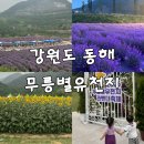 동해시-16 | 강원도 동해 무릉별유천지 라벤더축제 후기 | 아이랑 가기 좋은 여름 나들이