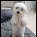 멍했냥 평택본점 이미지