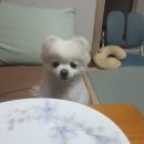 개귀여워 이미지