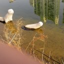 수달조형물 이미지