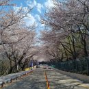 황령산 벚꽃약수터 이미지