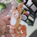 행복회요 | 고덕동맛집 인정! 대광어회 참돔마스까와 봄도다리 숙성회 새우찜 가족 생일파티 성공 후기