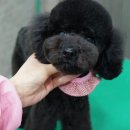 푸들마니