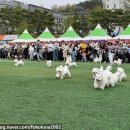 꼬똥켄넬 이미지