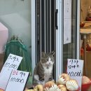 오씨네 과일야채생선 이미지