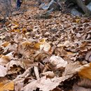 황석산장식당 | 함양 황석산~거망산(심원정~황석산~거망산~용추사)