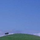 나무한그루 이미지