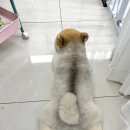 싸다구펫 네이버블로그