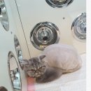 이쁘냥 고양이 미용실 이미지