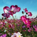 코스모스 이미지