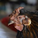 계두농장 이미지