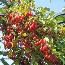 광명농장 이미지