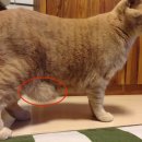 이층집고양이 이미지