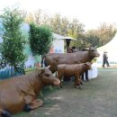 한우나라 이미지