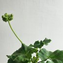 관수농장 | 아랑별비 제라늄키우기 반려식물 꽃지게농장 화분배송 후기