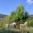 봉전농장 이미지