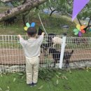 내안의숲 | [옥천 여행] 내안의복숭아농원(무화과) → 장령산 숲속동굴 → 옥천전통문화체험관 → 붴(Bake) 베이커리