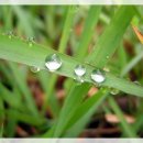 새벽이슬 이미지