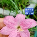 비가오니 제피가~~ 이미지