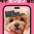 애견발자국 이미지