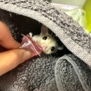 햄스터 분양 햄스터월드 이미지