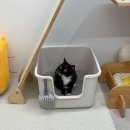 고양이 미용실 그냥 이미지