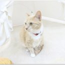 나비호텔 이미지