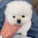 마이도그 강아지분양 울산본점 | 울산강아지분양 마이도그에 방문했어요><